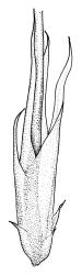 Drepanocladus brachiatus secund form, perichaetium. Drawn from T. Kirk, s.n., CHR 585864.
 Image: R.C. Wagstaff © Landcare Research 2014 